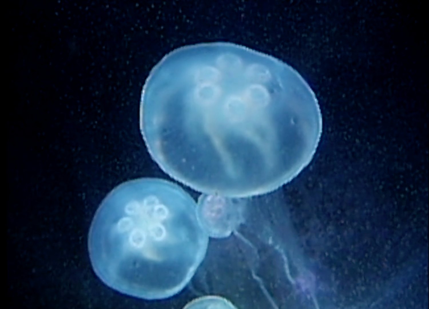 Three moon jellyfish drifting in dark water, pale blue and lit from within, with specks of debris suspended around them.